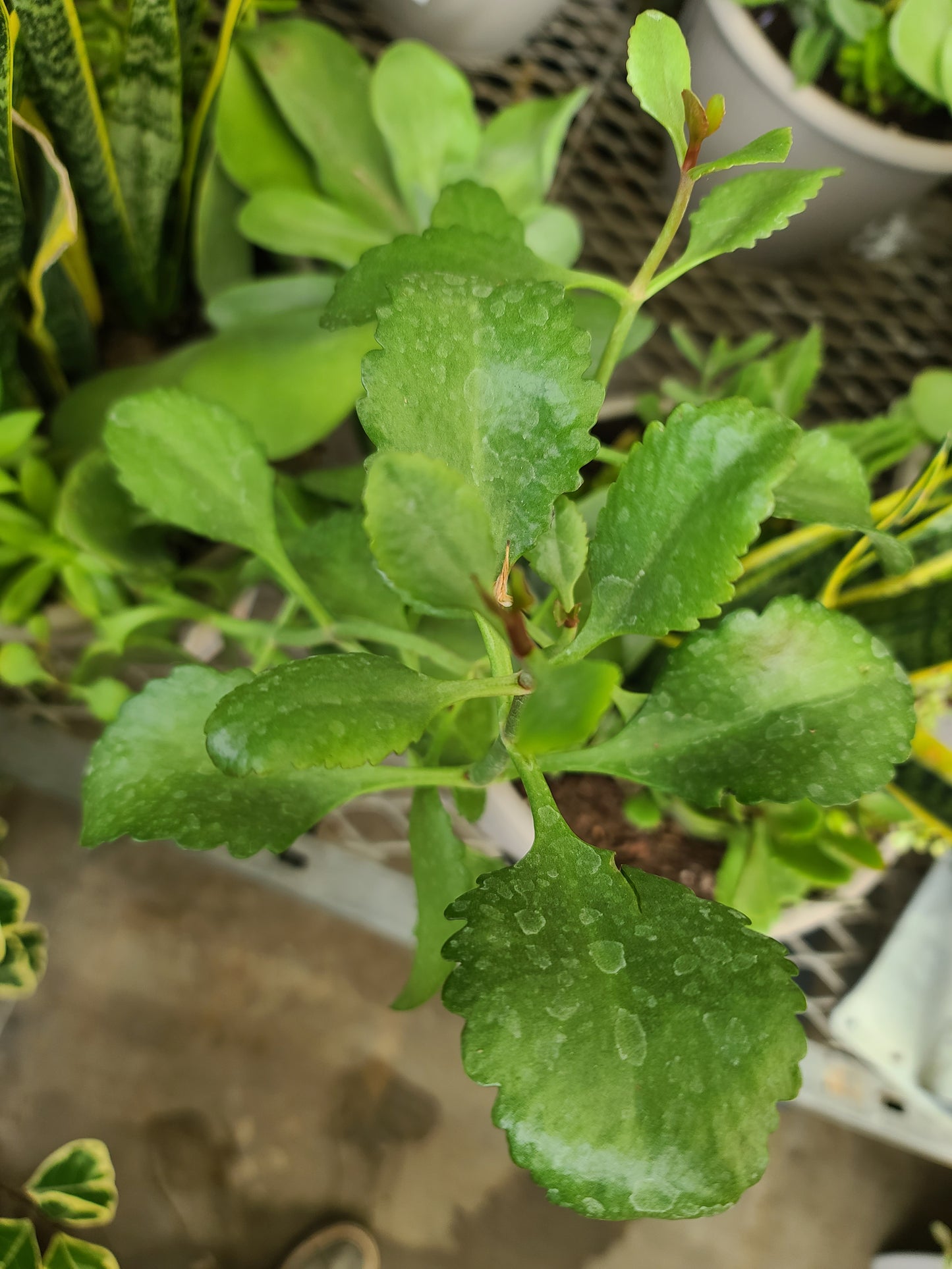 Ewe Odundun Kalanchoe Crenata Leaf of Calm Fresh Leaves spiritual baths