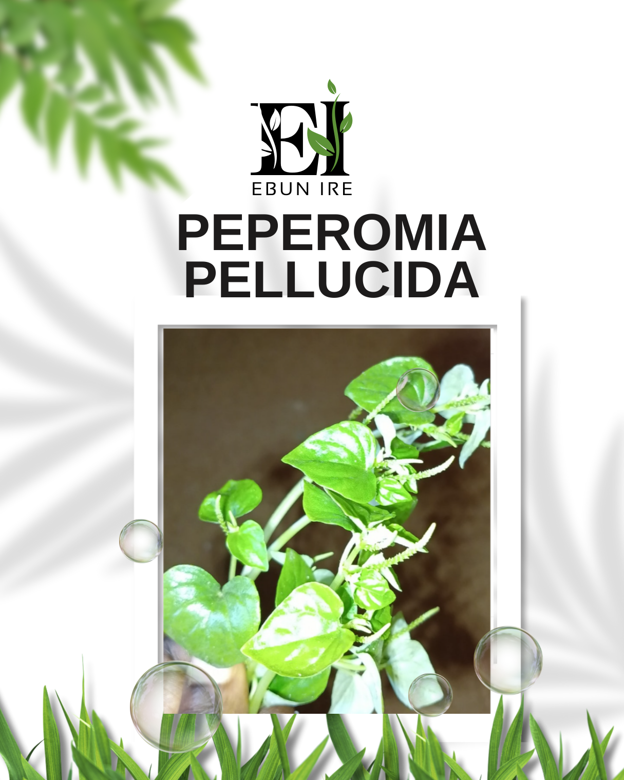 Peperomia pellucida shining bush leaf known Yoruba as Ewe Rinrin