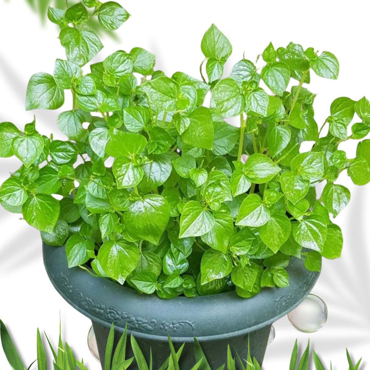 Peperomia pellucida shining bush leaf Ewe Rinrin Fresh herbs