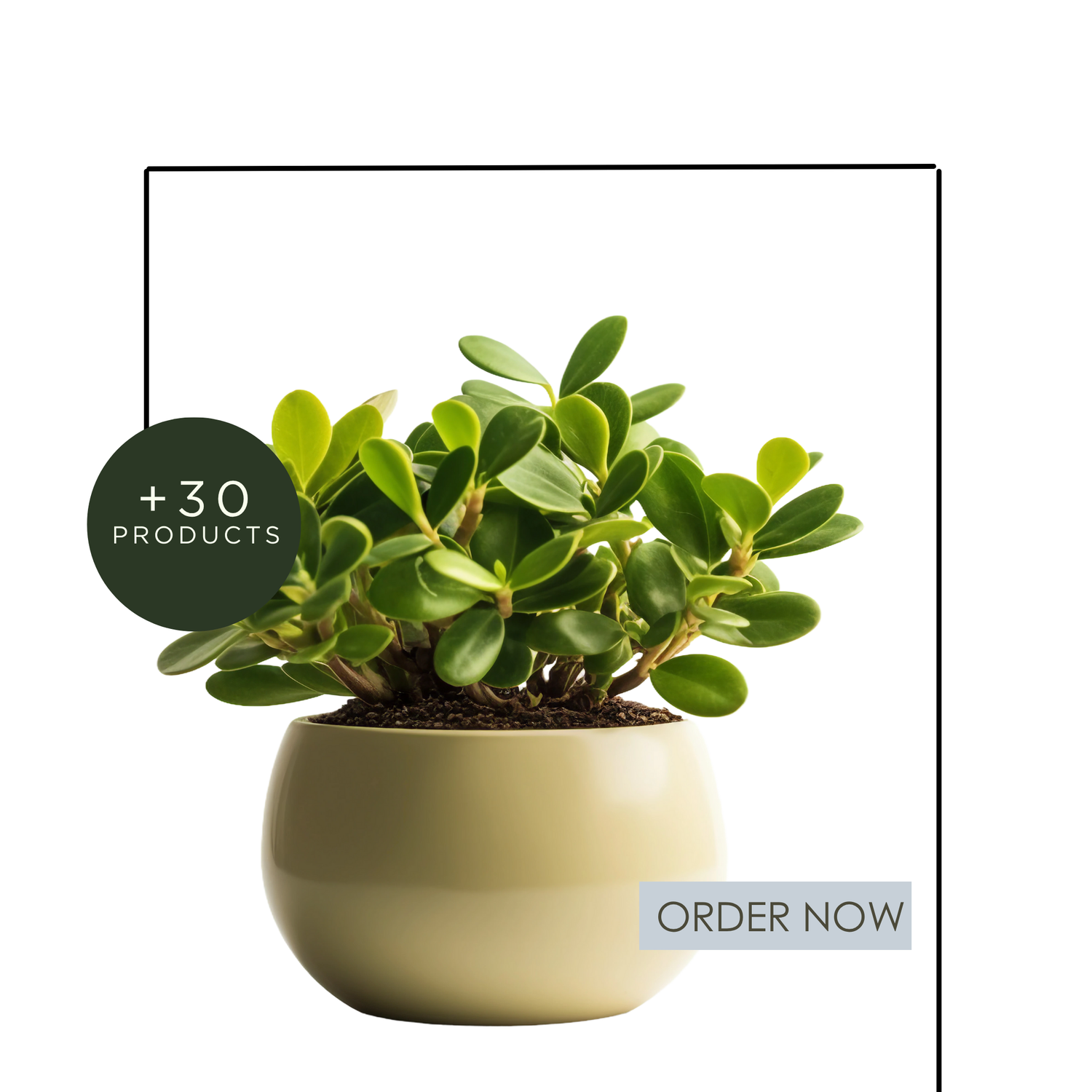 Fresh Plants