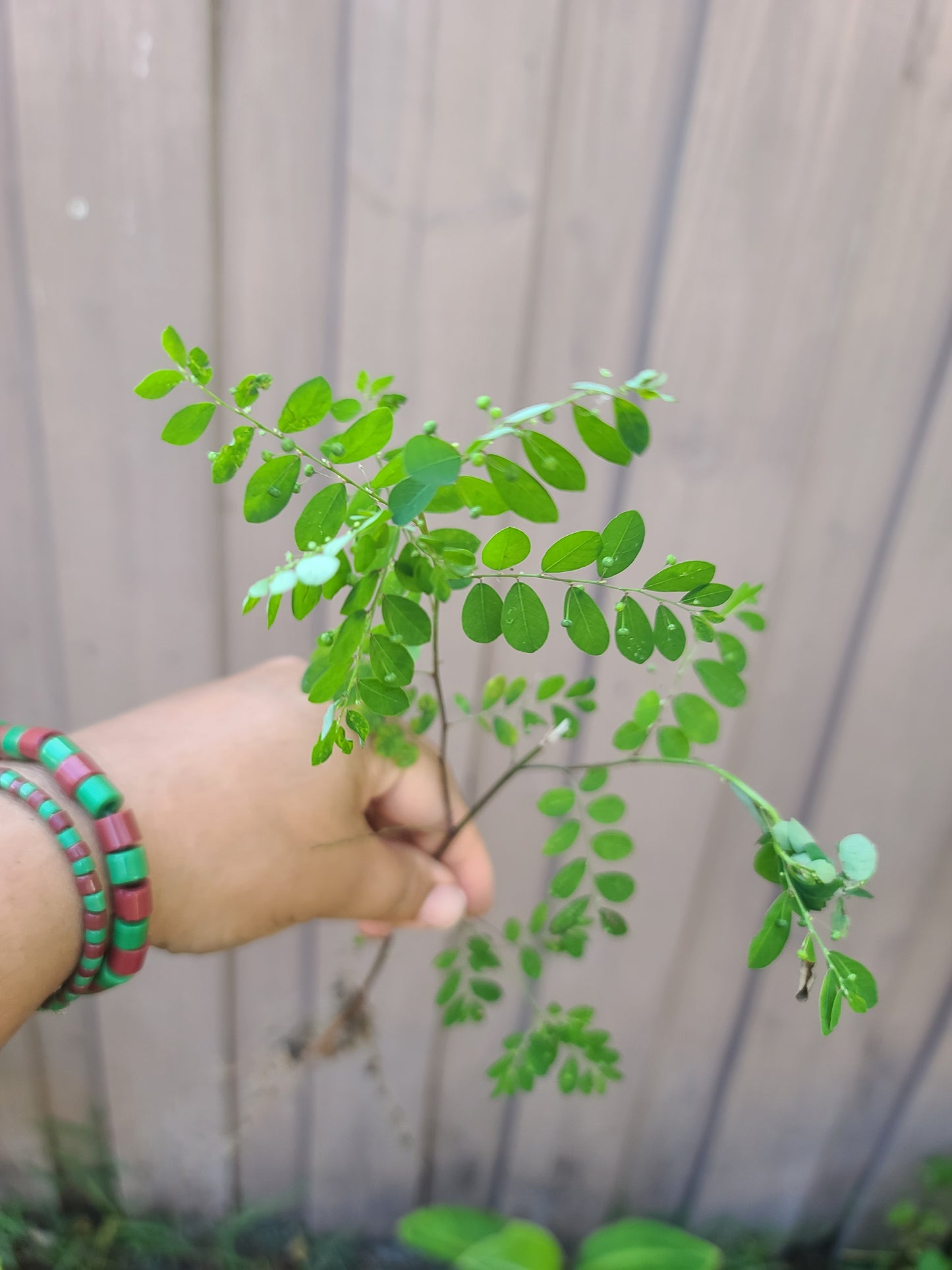 Eyin Olobe Chancapiedra Plant Phyllanthus Amarus