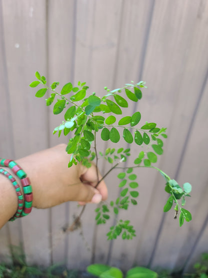 Eyin Olobe Chancapiedra Plant Phyllanthus Amarus