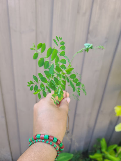 Eyin Olobe Chancapiedra Plant Phyllanthus Amarus