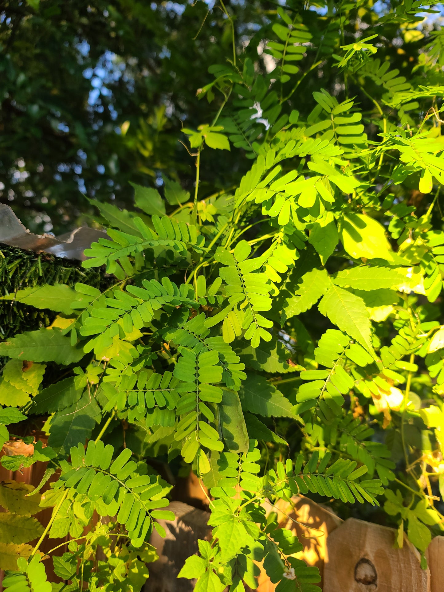 Eso Owerenjeje Abrus Precatorius EWE Reyeye Peonia Herb  Planta religion IFA Werenjeje Fresh Branches