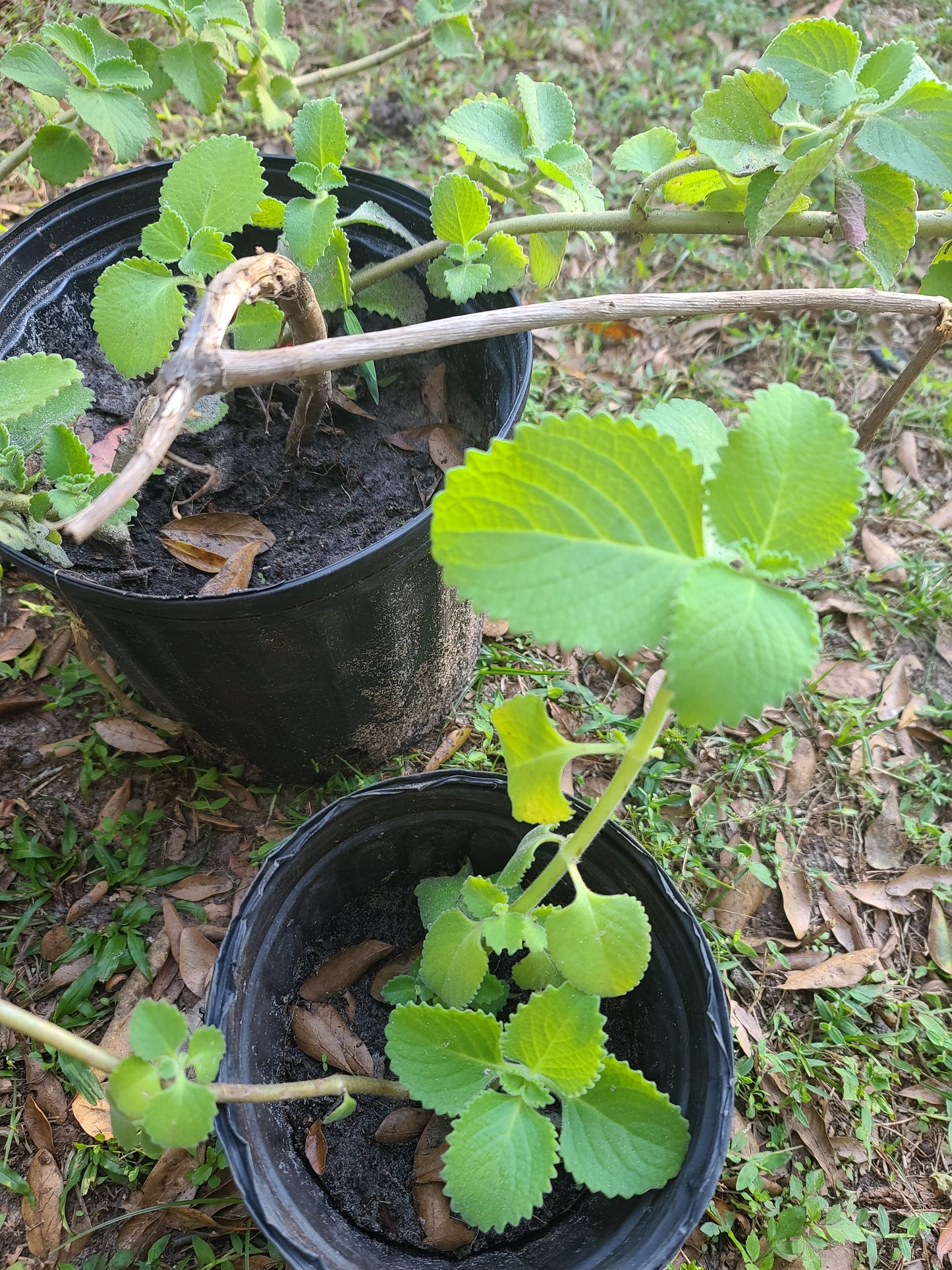 Cuban oregano organic fresh live plant cuttings Plectranthus amboinicus
