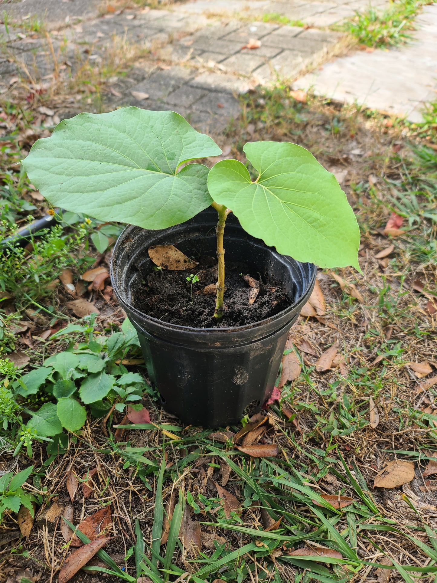 Dried Caisimon Anis whole leaves Root Beer Hierba Santa Spiritual Cleanse