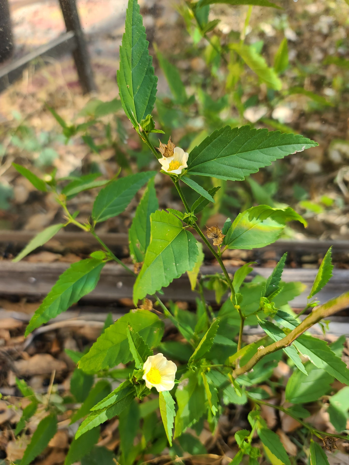Ewe Osepotu Sida Acuta spiritual protection fresh branches