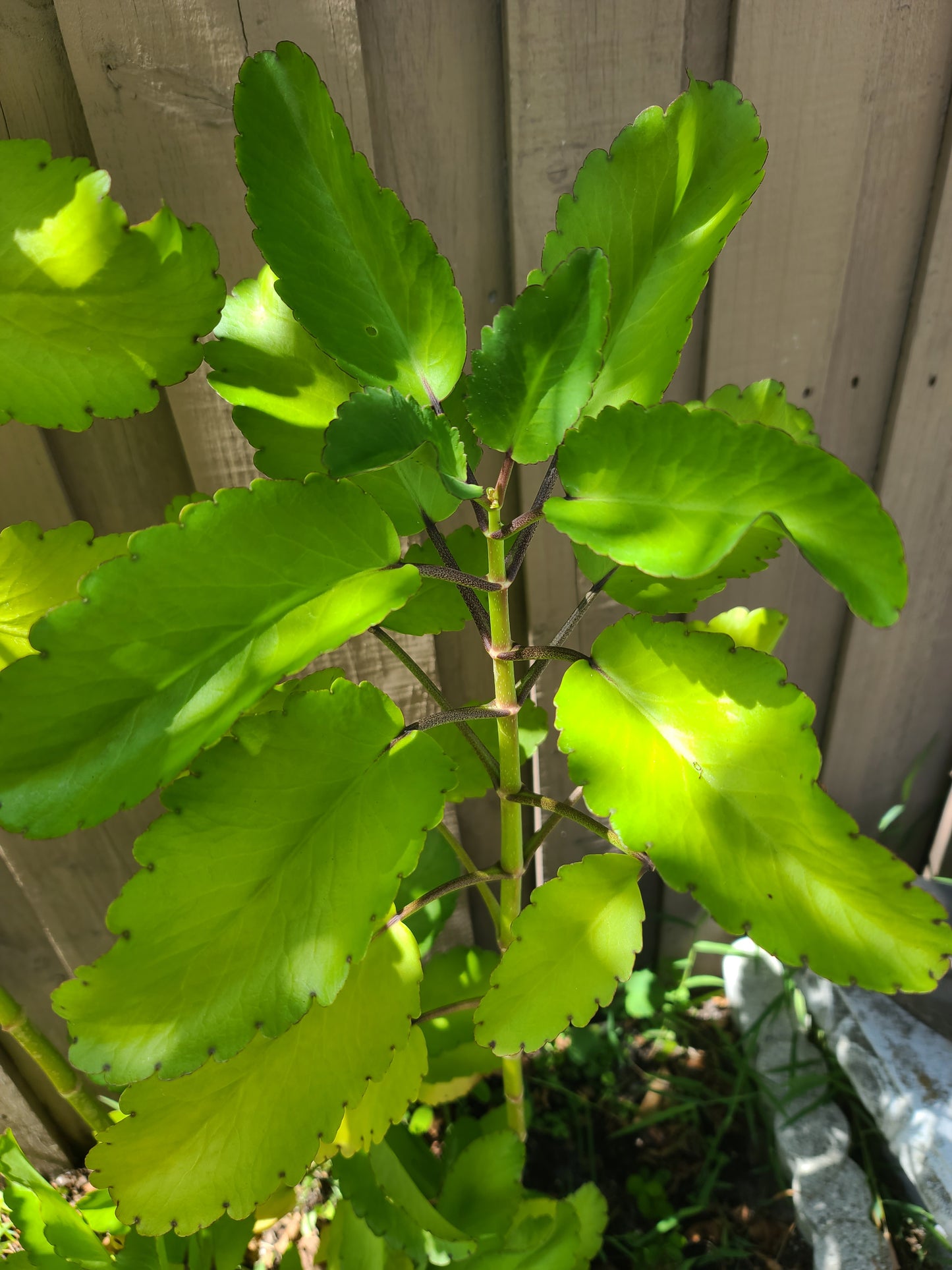 Ewe Abamoda Miracle Leaf of Life Kalanchoe Pinnata Plant- Siempre Viva Planta Prodigiosa Ifa