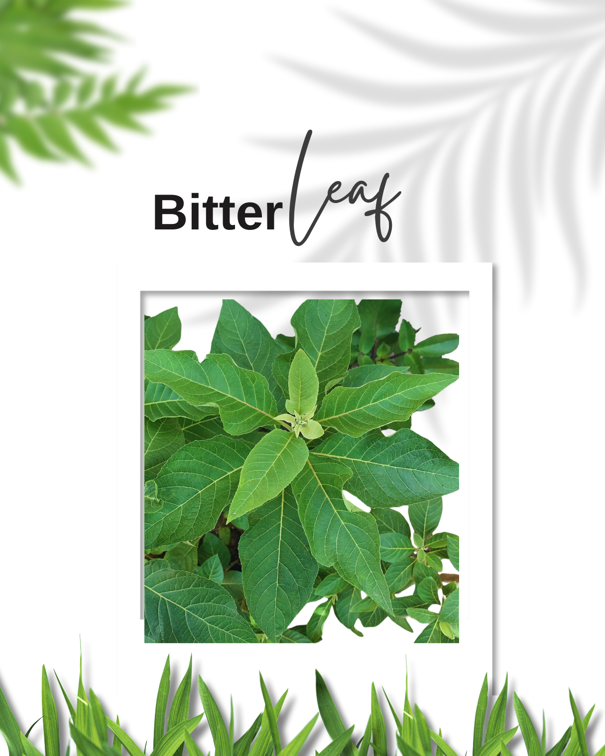 Bitter Leaf  Ewe Ewuro vernonia Amygdalina fresh leaves Spiritual Cleanse Yoruba Cuisine