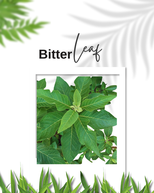 Bitter Leaf  Ewe Ewuro vernonia Amygdalina fresh leaves Spiritual Cleanse Yoruba Cuisine