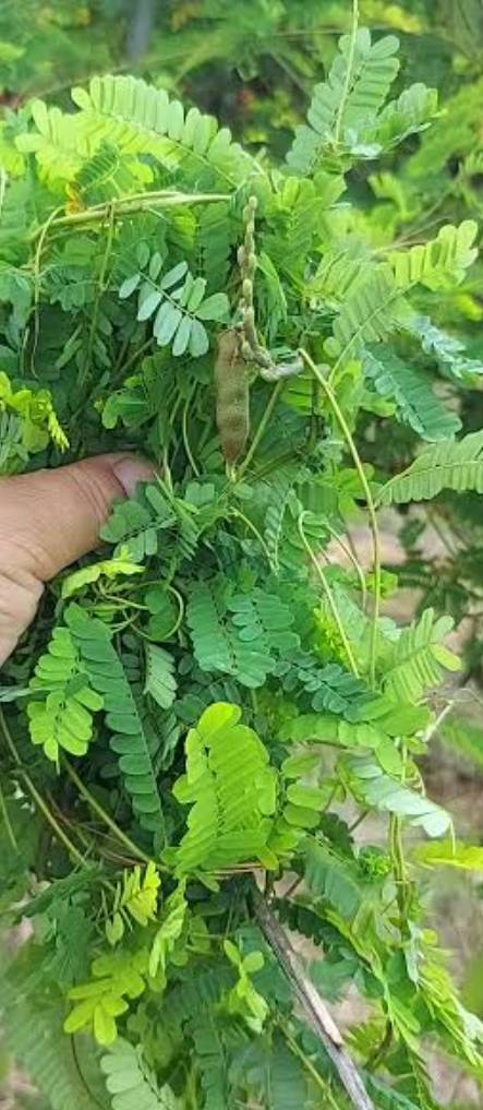 Dried Ewe omisinmisin Eso Owerenjeje Abrus Precatorius cat eyes leaf