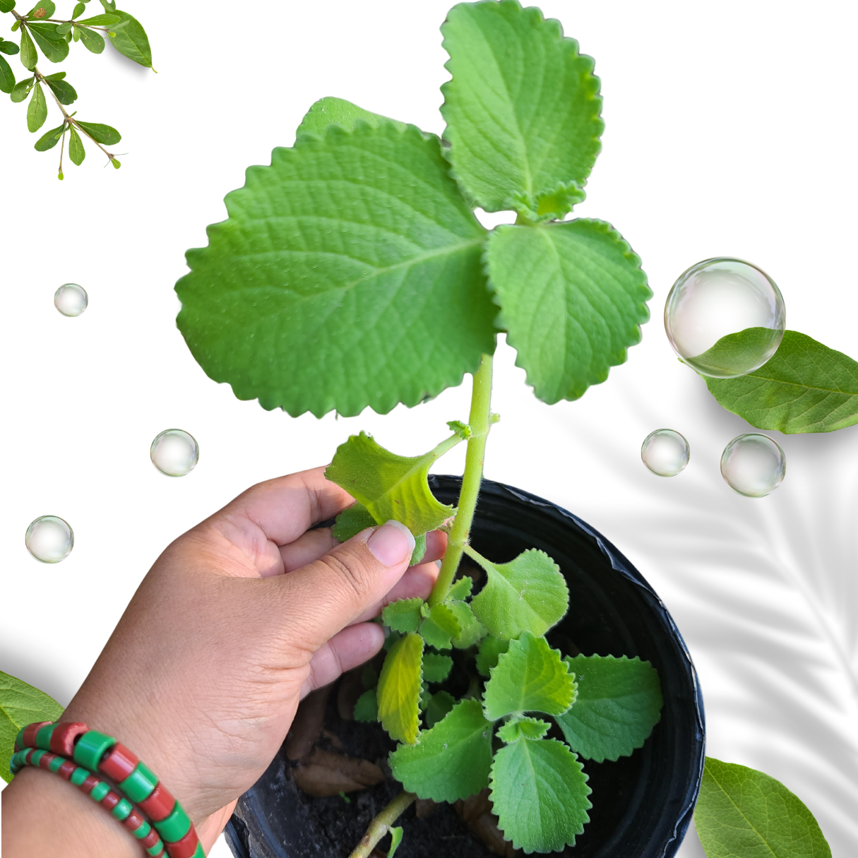 Cuban oregano organic fresh live plant cuttings Plectranthus amboinicus