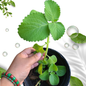 Cuban oregano organic fresh live plant cuttings Plectranthus amboinicus