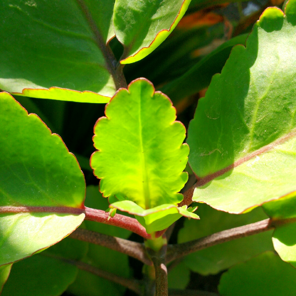 Ewe Abamoda Miracle Leaf of Life Kalanchoe Pinnata Plant- Siempre Viva Planta Prodigiosa Ifa