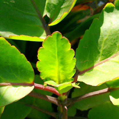 Ewe Abamoda Miracle Leaf of Life Kalanchoe Pinnata Plant- Siempre Viva Planta Prodigiosa Ifa