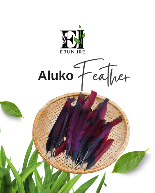 Aluko Feather Pluma Red Turako Ifa Babalawo Isese tradition