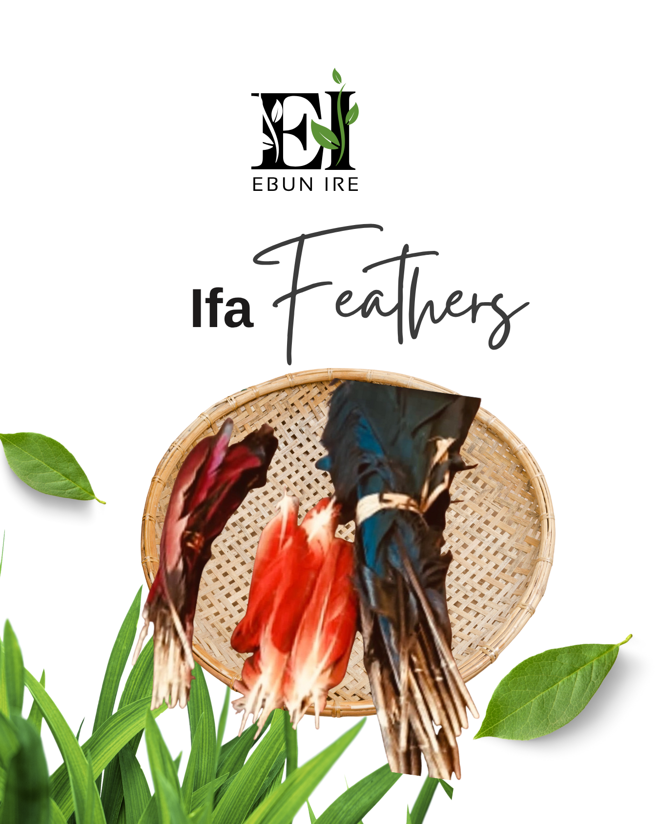 Aluko Feather Pluma Red Turako Ifa Babalawo Isese tradition