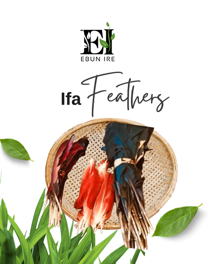 Aluko Feather Pluma Red Turako Ifa Babalawo Isese tradition