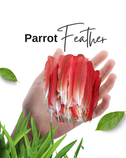 Red parrot feather African Grey Ikode Pluma de Loro IFA Isese Babalawo