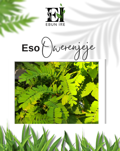 Eso Owerenjeje Abrus Precatorius EWE Reyeye Peonia Herb  Planta religion IFA Werenjeje Fresh Branches