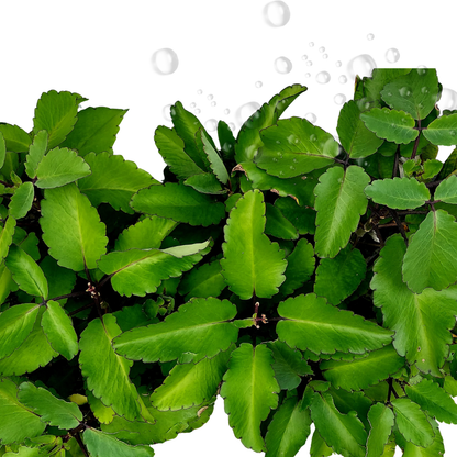 Ewe Abamoda Leaf of Life Kalanchoe Pinnata Plant Siempre Viva Live Plant