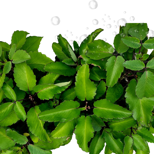 Ewe Abamoda Leaf of Life Kalanchoe Pinnata Plant Siempre Viva Live Plant