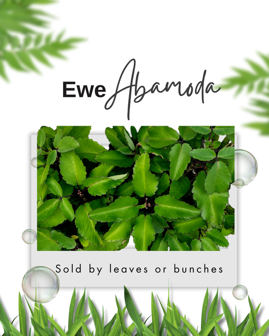 Ewe Abamoda Miracle Leaf of Life Kalanchoe Pinnata Plant- Siempre Viva Planta Prodigiosa Ifa