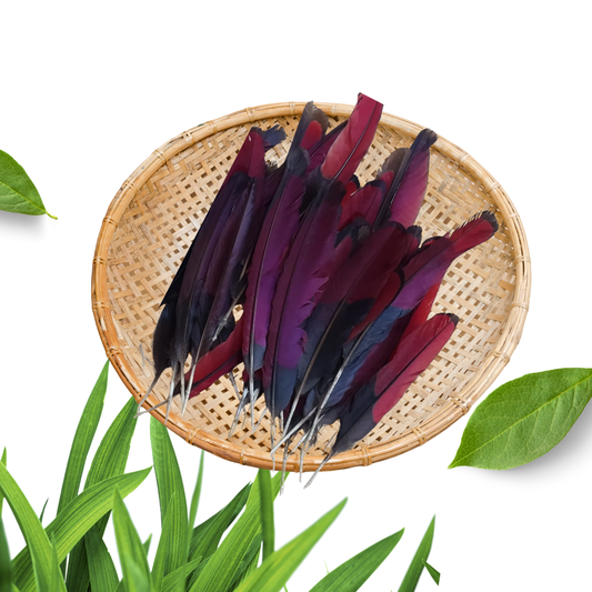 Aluko Feather Pluma Red Turako Ifa Babalawo Isese tradition