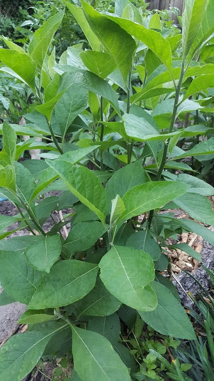 Bitter Leaf  Ewe Ewuro vernonia Amygdalina fresh leaves Spiritual Cleanse Yoruba Cuisine