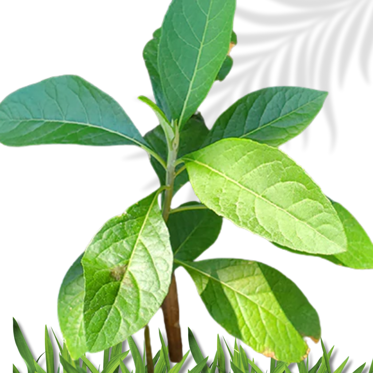 Bitter Leaf  Ewe Ewuro vernonia Amygdalina fresh leaves Spiritual Cleanse