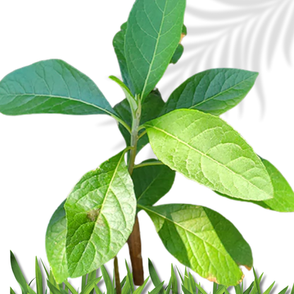 Bitter Leaf  Ewe Ewuro vernonia Amygdalina fresh leaves Spiritual Cleanse