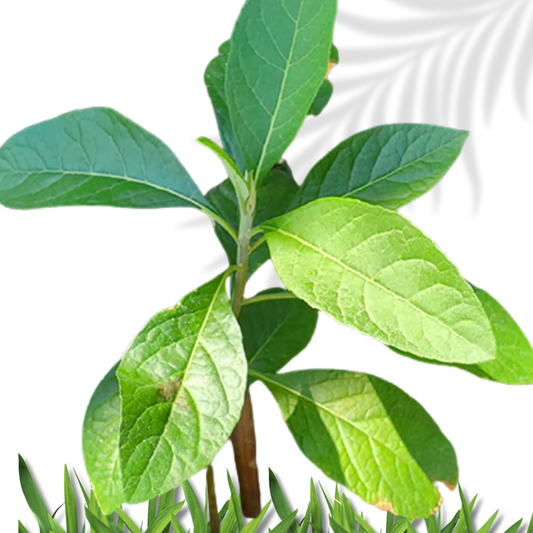 Bitter Leaf  Ewe Ewuro vernonia Amygdalina fresh leaves Spiritual Cleanse