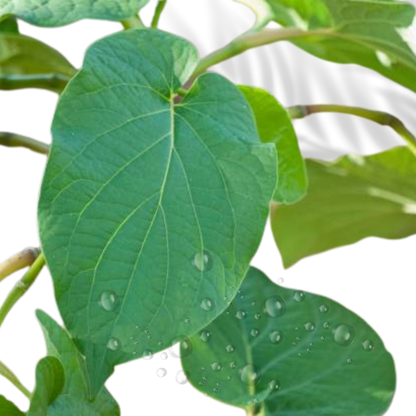 Caisimon de Anis plant Piper Auritum hoja santa