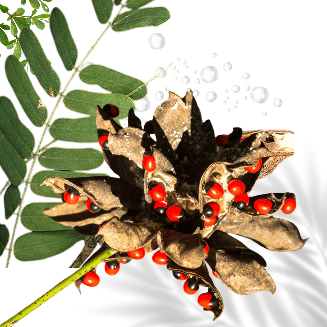 21 Cat Eye Seeds Eso Owerenjeje Abrus Precatorius Good Luck Money Manifest Love Spiritual Protection