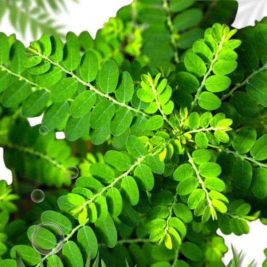 Eyin Olobe Chancapiedra Plant Phyllanthus Amarus