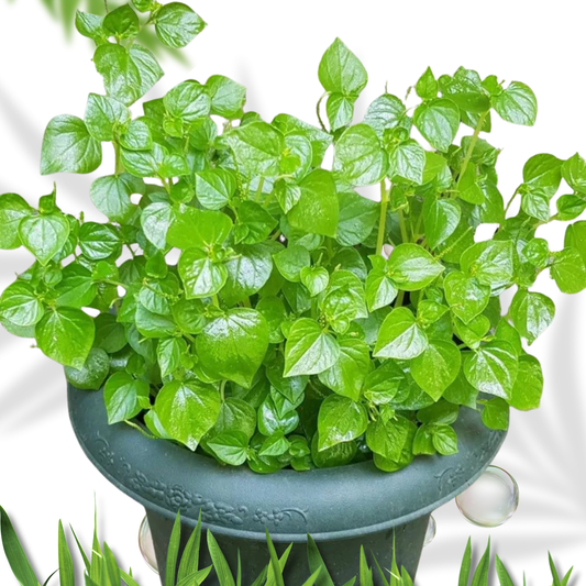 Peperomia pellucida shining bush leaf Ewe Rinrin Fresh herbs