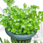 Peperomia pellucida shining bush leaf Ewe Rinrin Fresh herbs