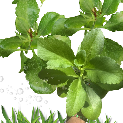 Ewe Odundun Kalanchoe Crenata Leaf of Calm Fresh Leaves spiritual baths