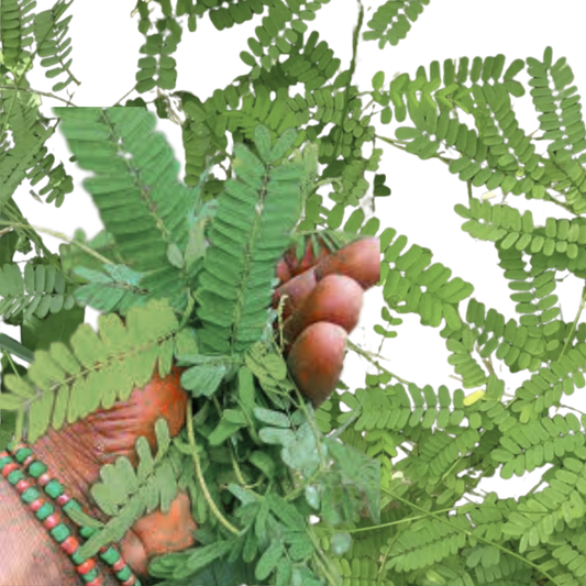 Eso Owerenjeje Abrus Precatorius Ewe Reyeye Peonia Herb Werenjeje