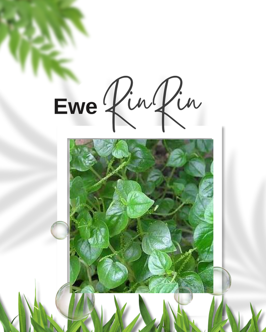 Peperomia pellucida shining bush leaf known Yoruba as Ewe Rinrin