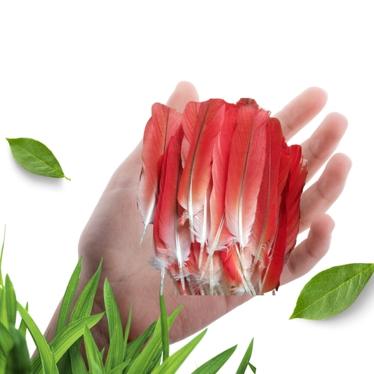 Red parrot feather African Grey Ikode Pluma de Loro