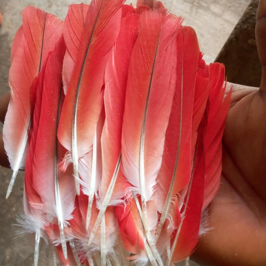 Red parrot feather African Grey Ikode Pluma de Loro