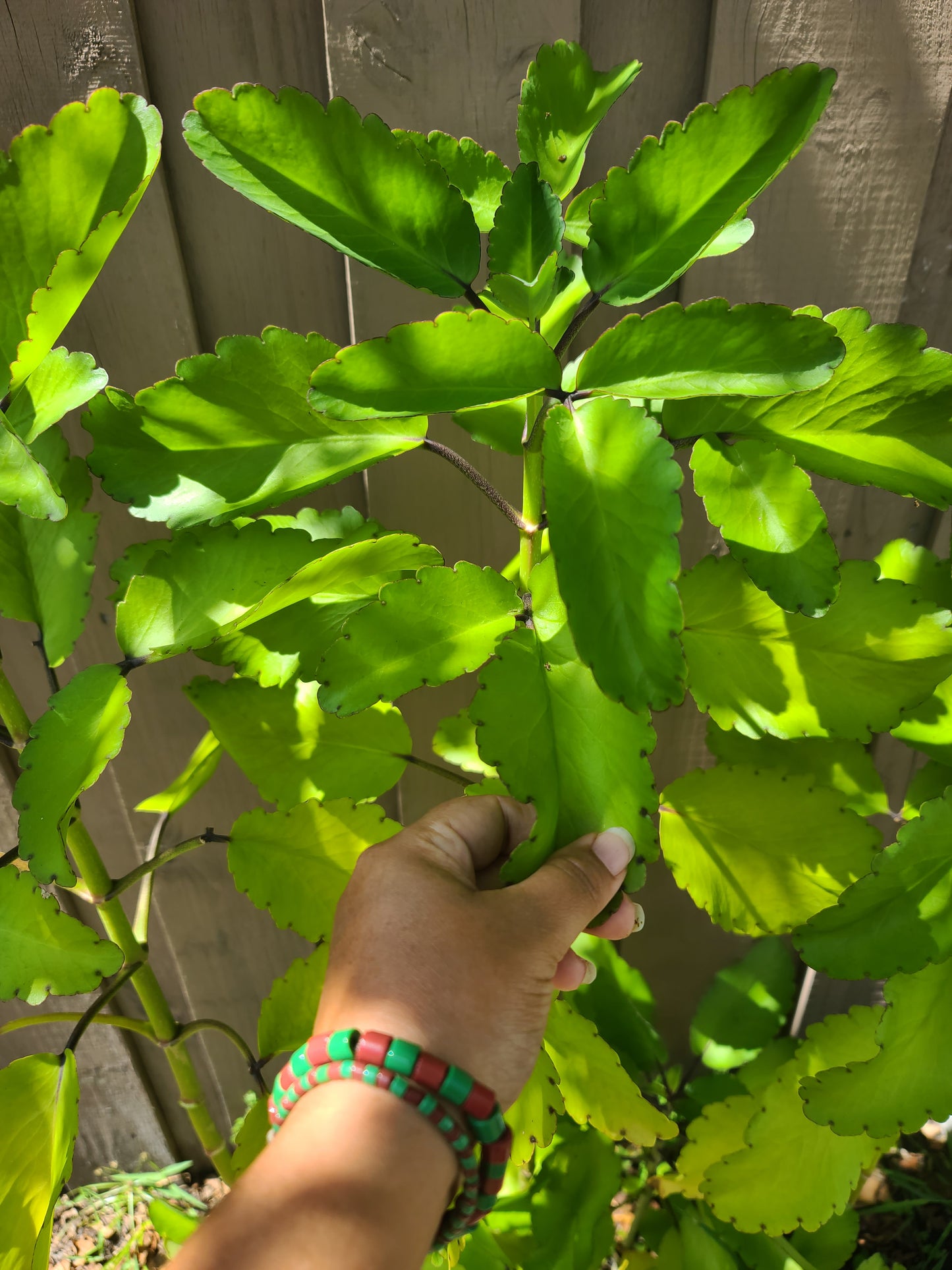 Ewe Abamoda Miracle Leaf of Life Kalanchoe Pinnata Plant- Siempre Viva Planta Prodigiosa Ifa