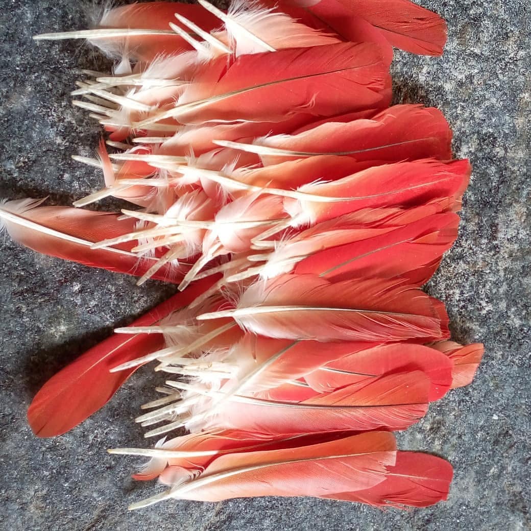 Red parrot feather African Grey Ikode Pluma de Loro