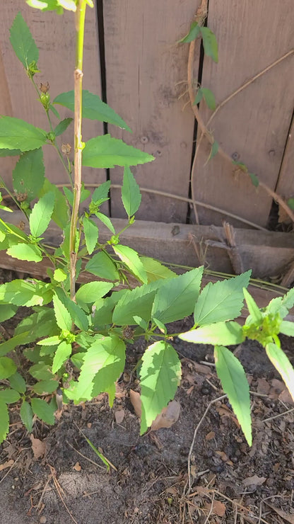 Ewe Osepotu Sida Acuta spiritual protection fresh branches