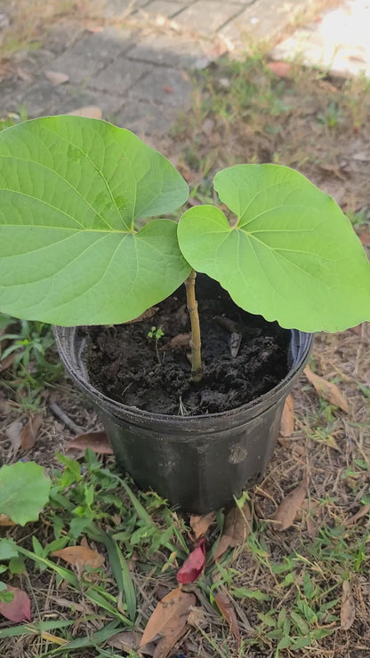 Dried Caisimon Anis whole leaves Root Beer Hierba Santa Spiritual Cleanse