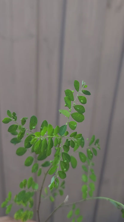 Eyin Olobe Chancapiedra Plant Phyllanthus Amarus