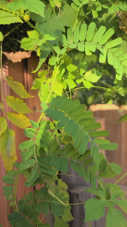 Eso Owerenjeje Abrus Precatorius EWE Reyeye Peonia Herb  Planta religion IFA Werenjeje Fresh Branches