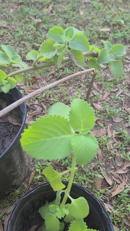Cuban oregano organic fresh live plant cuttings Plectranthus amboinicus