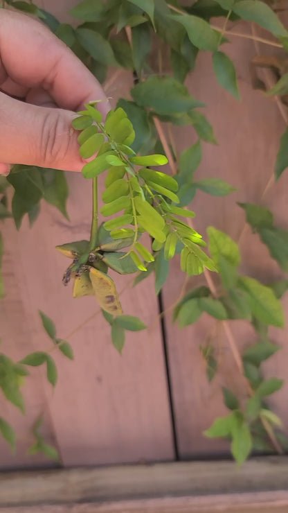 21 Cat Eye Seeds Eso Owerenjeje Abrus Precatorius Good Luck Money Manifest Love Spiritual Protection